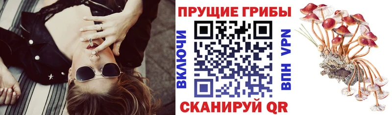 Галлюциногенные грибы Psilocybine cubensis  Славск 